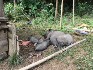 Tiere in Laos: Noch geht es den Schweinen offensichtlich gut. © 2017